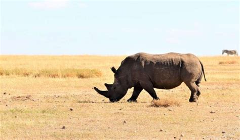Role of RhinosInternational Rhino Foundation - muktibox.com
