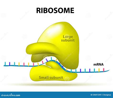 Role of Ribosomes in Protein Synthesis | Process - muktibox.com