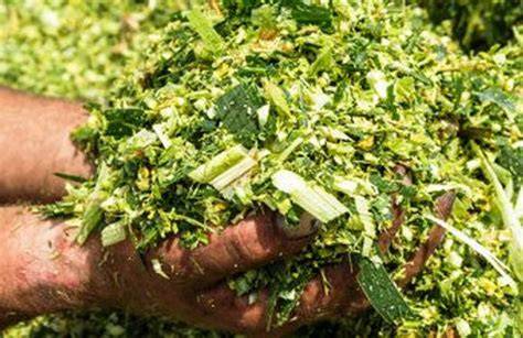Role of Silage in Goat/Small Livestock Farming Business - raincitystudios.com