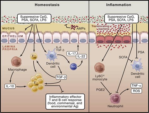 Role of the Microbiota in Immunity and inflammation - muktibox.com