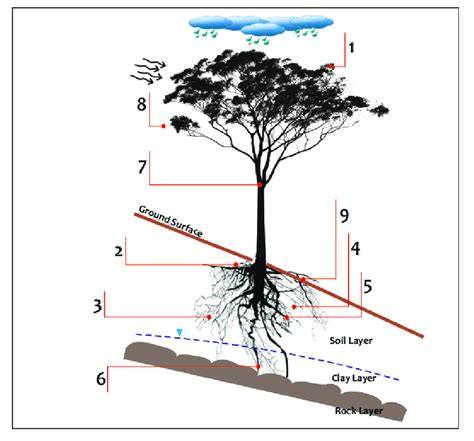 Role of tree roots in slope stabilisation - Springer - raincitystudios.com