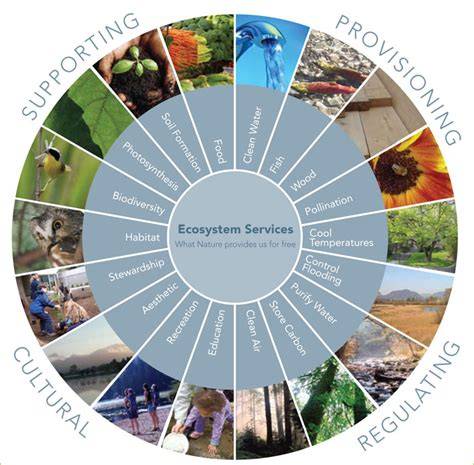 Role of trees in providing and monitoring ecosystem services - raincitystudios.com