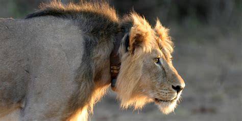 Room to roam for African lions - Wiley Online Library - raincitystudios.com
