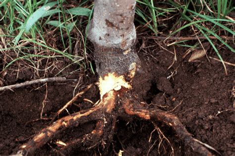 Root and Crown Rots - Wisconsin Horticulture - raincitystudios.com