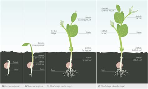 Root and Shoot Development | Springer Nature Link - raincitystudios.com