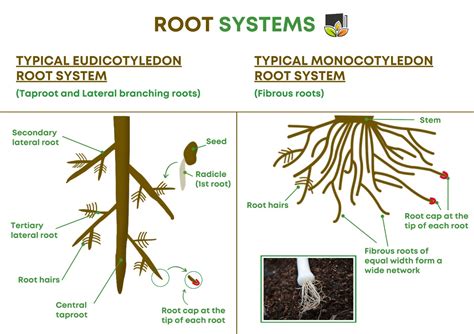 Root and shoot phenology, architecture, and organ properties: an ... - raincitystudios.com
