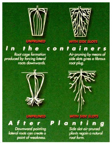 ROOT AND SHOOT PRUNING AT SOUTHERN NURSERIES - RNGR - raincitystudios.com