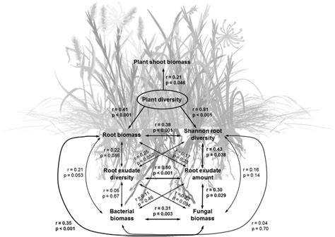 Root biomass and exudates link plant diversity with soil bacterial and ... - raincitystudios.com
