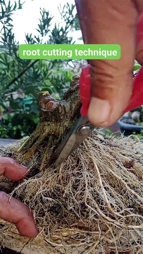 Root Cutting Technique - Learn How To Take Root Cuttings From Plants ... - raincitystudios.com