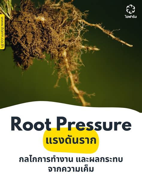 Root Pressure - BYJU'S - wintechmobiles.com