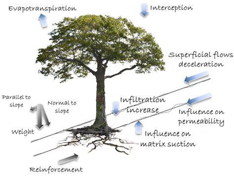 Root Reinforcement in Slope Stability Models: A … - raincitystudios.com