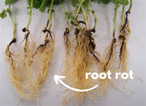 Root Rot: Your #1 Complete Guide To Save Indoor Plants - raincitystudios.com