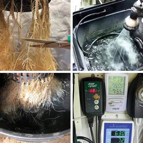 Root Rot Cure - Hunker - raincitystudios.com