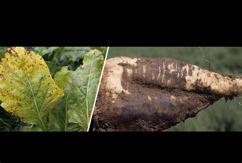 Root Rot Diseases | Greenhouse Horticulture - raincitystudios.com