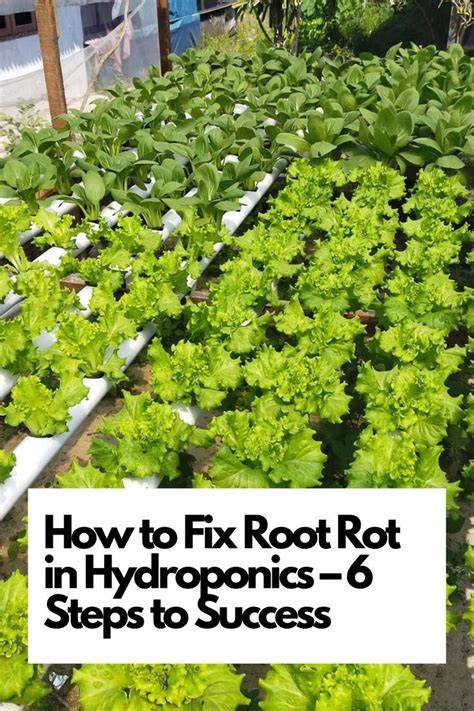 Root Rot Rescue: Fungicide Guide for Healthy Plants! - raincitystudios.com