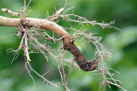 Root Rots in the Garden - Wisconsin Horticulture - raincitystudios.com