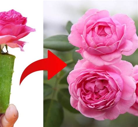 Rooting and Budding Roses - Nashville Rose Society - raincitystudios.com