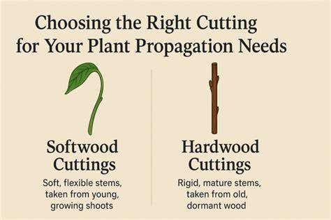 Rooting Softwood And Hardwood Cuttings | Gardening … - raincitystudios.com