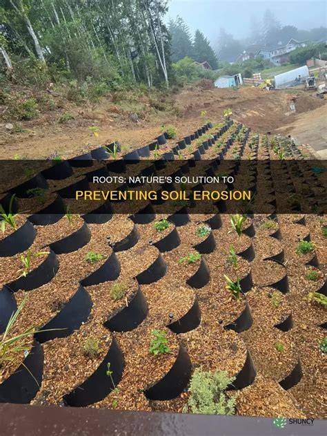 Roots: Nature's Solution To Preventing Soil Erosion - raincitystudios.com