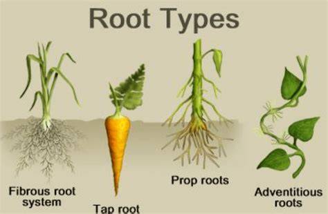 Roots and Shoots: How Plants Mature | Chapter 2 - raincitystudios.com