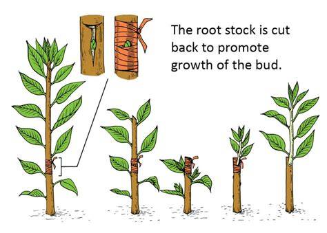 Rootstock Incision Type and the Origin of Bud on the Scion Influence ... - raincitystudios.com