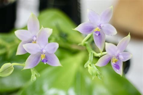 ROS Newsletter - Rockhampton Orchid Society