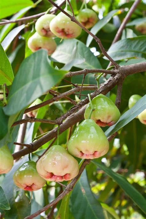 Rose Apple Tree royalty-free images - Shutterstock - raincitystudios.com