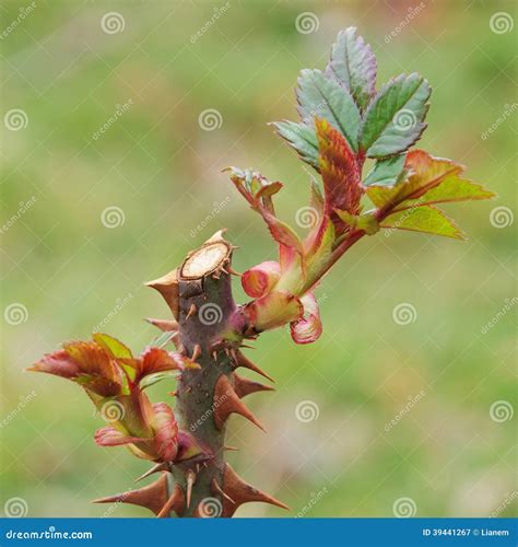 Rose budding | Lens Roses - raincitystudios.com