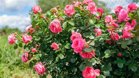 Rose bush - The RuneScape Wiki - raincitystudios.com
