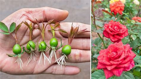 Rose bush reproduction by layering - Botanical online - raincitystudios.com