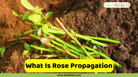 Rose Propagation.doc - Hains - raincitystudios.com