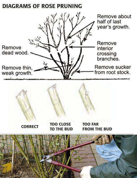 Rose Pruning: Floribunda & Hybrid Tea Roses | RHS … - raincitystudios.com