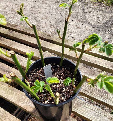 Roses from Scratch: My Journey Growing Roses from … - raincitystudios.com