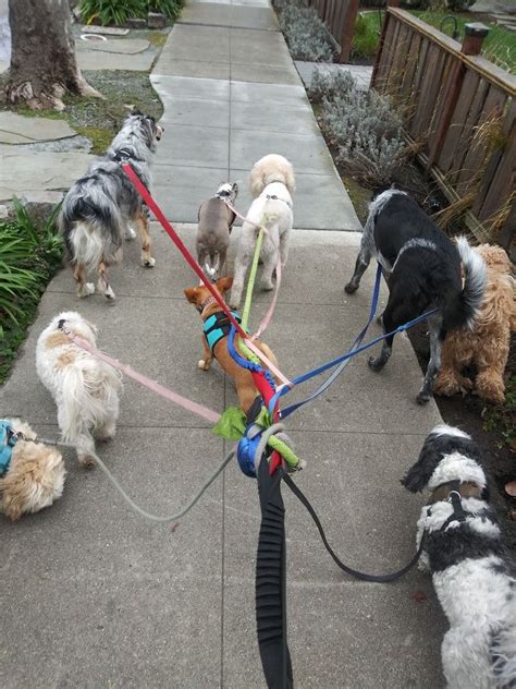 Rover.com: Book Dog Boarding, Dog Walking and More - balustradellc