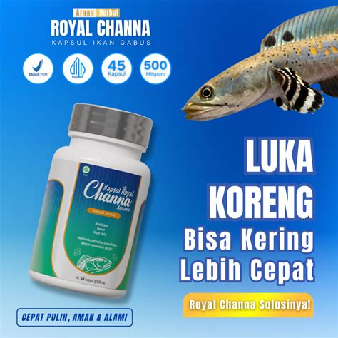 Royal Channa - Kapsul ikan gabus kapsul pengering luka kapsul obat ... - muktibox.com