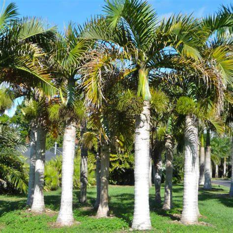 Royal Palm Tree Facts - Weekand - raincitystudios.com