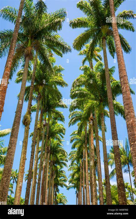 Royal Palm Trees - Hunt's Landscape - raincitystudios.com