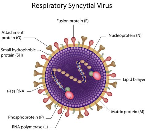 RSV (Respiratory Syncytial Virus)