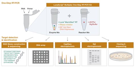 RT-PCR NEB