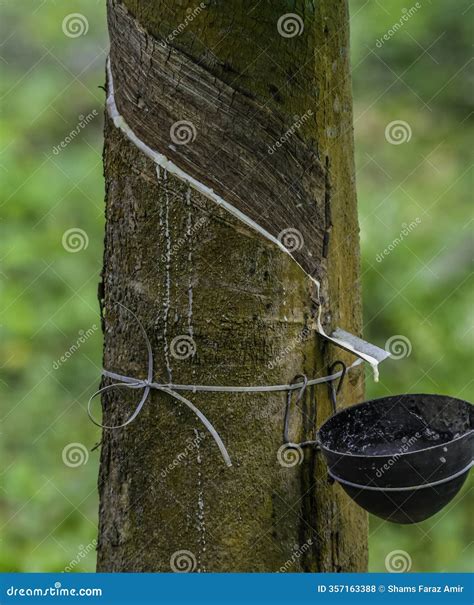 Rubber Harvesting: Fresh Latex Collection After Tapping | Agricultural ... - balustradellc