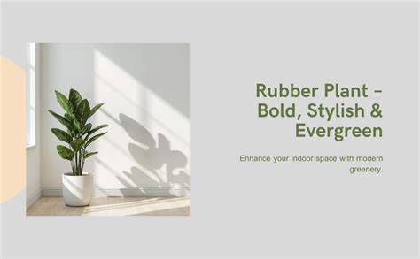Rubber Live Plant Indoors Rubber green Air purifying Live ... - Amazon - raincitystudios.com