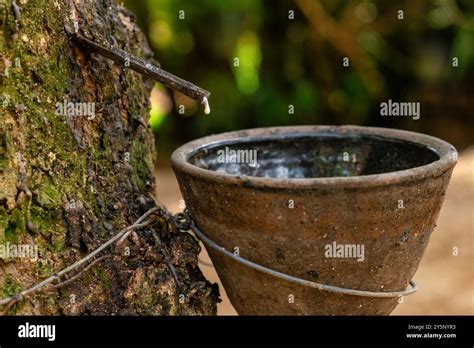Rubber tapping - balustradellc