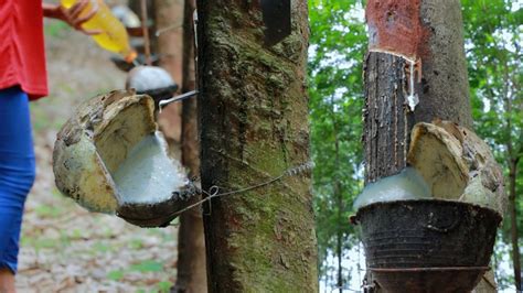 Rubber Tree Tapping: Harvesting Latex in the Forest - balustradellc