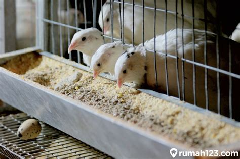 Rumah Puyuh Pattallassang - balustradellc