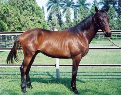 Rumah Ternak: Jenis-Jenis Kuda Di Indonesia - Blogger - balustradellc