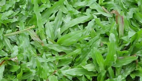 Rumput Gajah - Pengertian, Morfologi, Jenis, Klasifikasi … - balustradellc