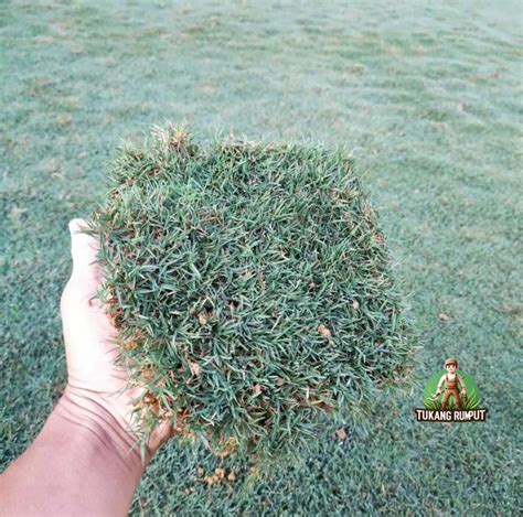 Rumput Golf Original - Harga & Model Terbaru Mei … - balustradellc
