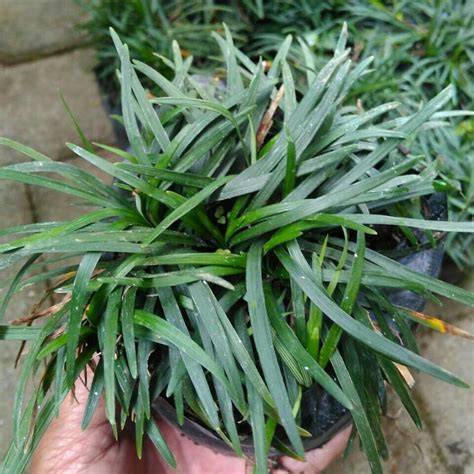 Rumput kucai - Wikipedia bahasa Indonesia, … - raincitystudios.com