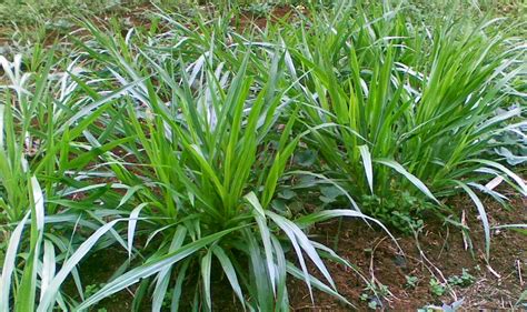 Rumput Odot, Solusi Pakan Ternak Alternatif - Kampus … - balustradellc