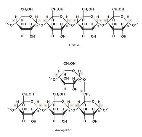 rumus amilum - Roboguru - wintechmobiles.com